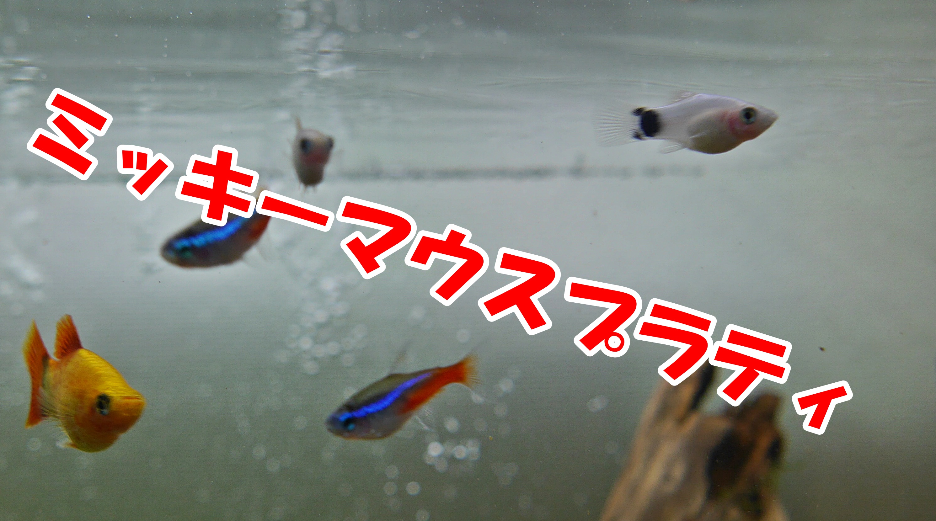 グッピーと混泳できる熱帯魚ミッキーマウスプラティの飼育 はじめてのアクアリウム