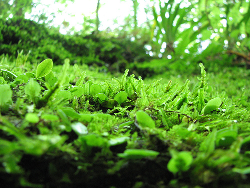 photo credit: Mossy forest stone via photopin (license)