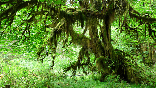 photo credit: Olympic National Park - Hall of Mosses via photopin (license)