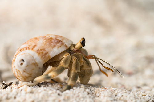 photo credit: {unidentified} hermit crab - Ko Lipe / Thailand via photopin (license)