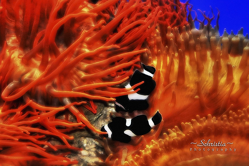photo credit: Black Clownfishes (DSC_0055) via photopin (license)