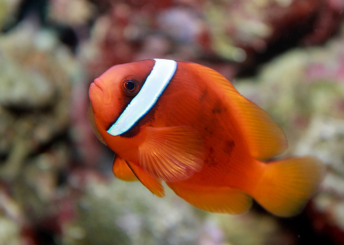 photo credit: tomato clownfish, Amphiprion frenatus via photopin (license)