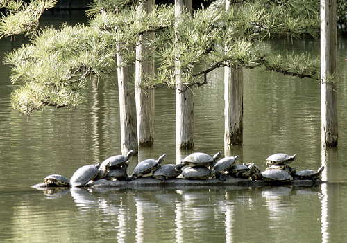 photo credit: turtles via photopin (license)