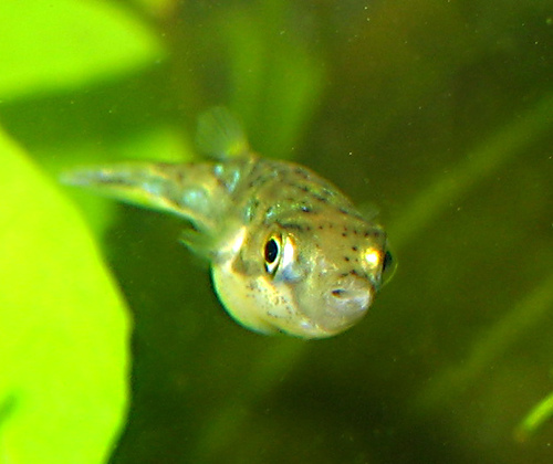 photo credit: Dwarf puffer fish via photopin (license)