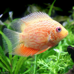 これで解決 ゴールデンハニードワーフグラミーの繁殖から飼育方法まで全てまとめてみました はじめてのアクアリウム