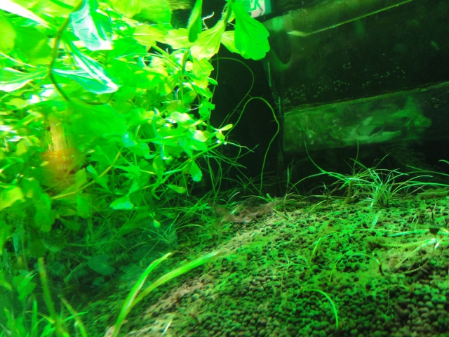 飼育水が緑色 水槽の濁りの原因と水の透明度をあげるために行う対処法 はじめてのアクアリウム