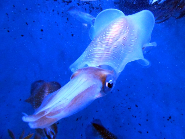 幻の深海生物ユウレイイカの生態に迫る！全身イルミネーションの深海魚 - はじめてのアクアリウム