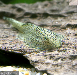 清流のufo チャイナバタフライプレコ飼育に挑戦 はじめてのアクアリウム