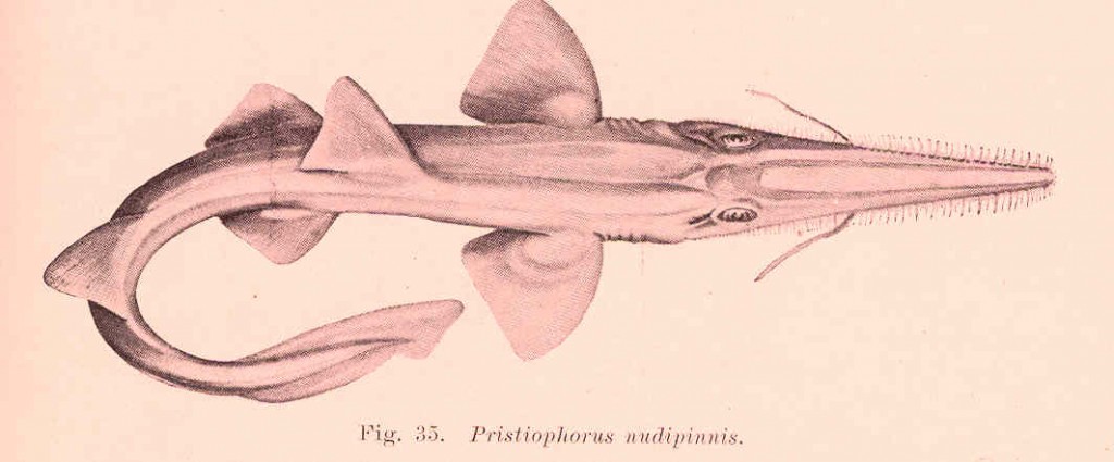 ノコギリザメ2 wiki