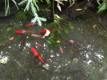 水質管理 庭池の金魚が大量死したのでリセットしてみた はじめてのアクアリウム