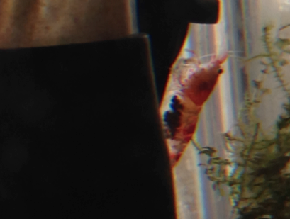 稚エビが育つ環境づくりをしよう はじめてのアクアリウム