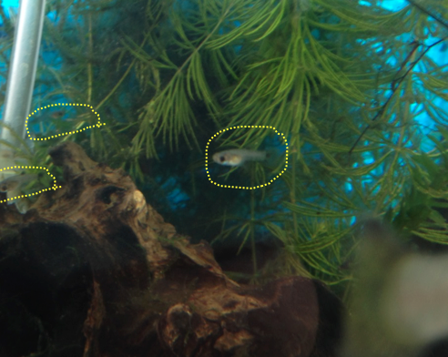 稚魚とグッピーたちの飼育近況を公開 はじめてのアクアリウム