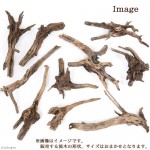 流木　淡水域採取！ saisyuuryuubokusuru.png