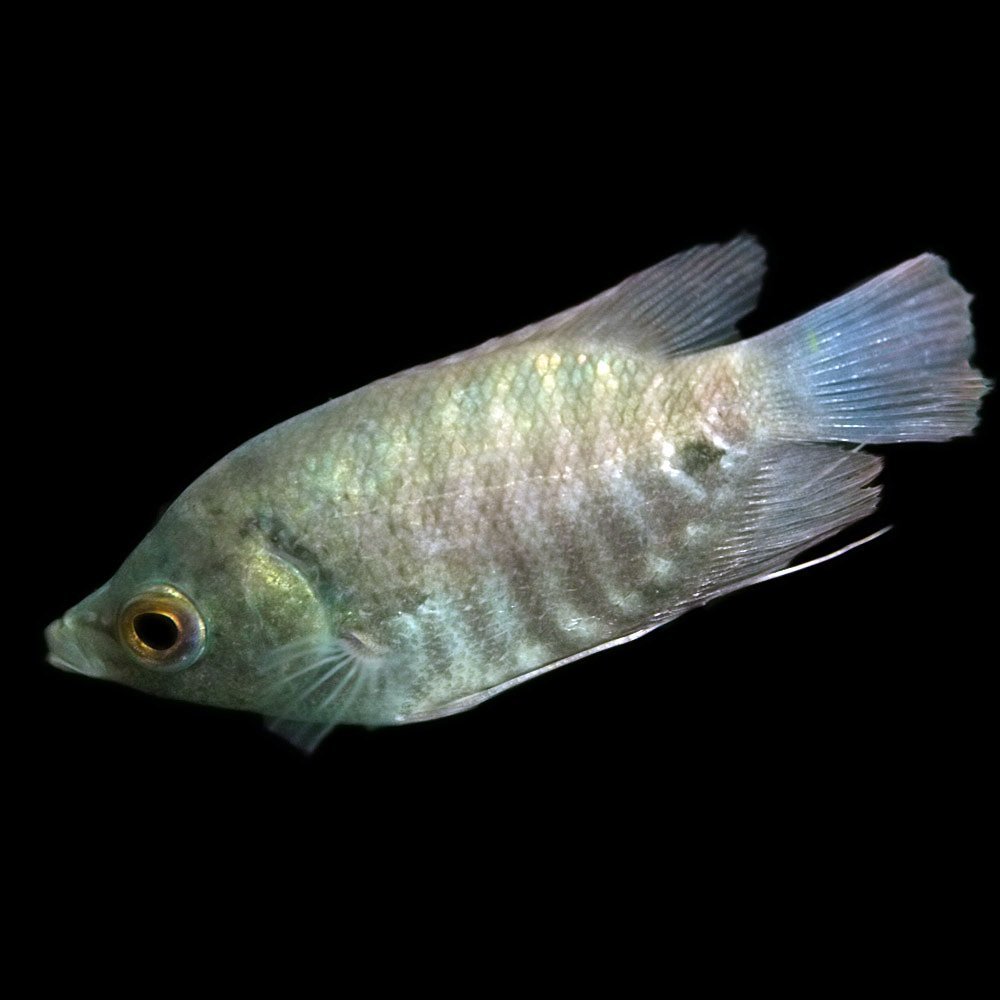 オスフロネームスグラミーはどんな熱帯魚 飼育方法や生態を紹介