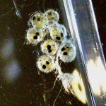 保存版 メダカの産卵方法と採卵率を上げるコツ