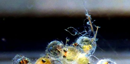 メダカ 稚魚4