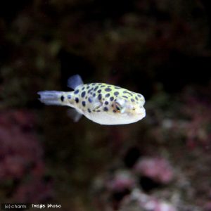 熱帯魚 フグ 南米淡水フグの飼育法 餌 混泳 病気 水温 水質など