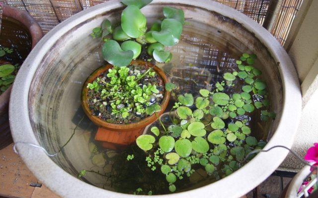 ビオトープ はじめてのアクアリウム