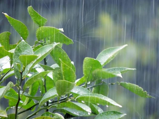 メダカの雨水対策 屋外飼育は酸性雨に注意 対策方法を紹介 はじめてのアクアリウム