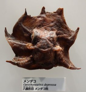 メンダコの乾燥標本。国立科学博物館 wikipedia