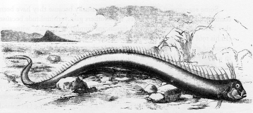 1860年に描かれた漂着個体のスケッチ リュウグウノツカイ wikipedia