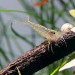 水槽にカルキ抜きの入れすぎは大丈夫 塩素中和剤の量 はじめてのアクアリウム