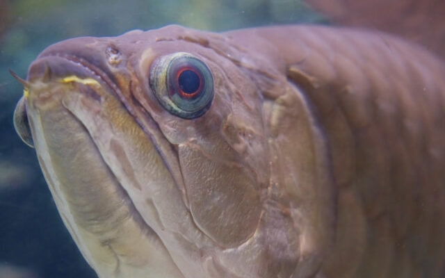 古代魚 | はじめてのアクアリウム