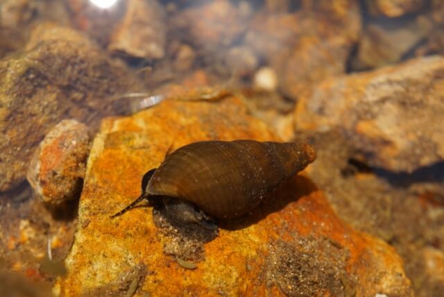 タニシは水槽のよき掃除役 では 金魚の水槽に入れるのは はじめてのアクアリウム