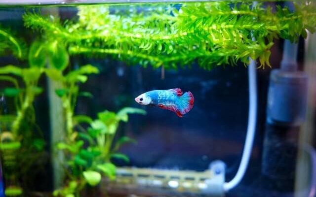 ベタ はじめてのアクアリウム