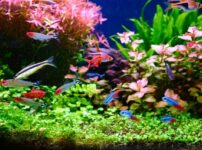 ここまでなってしまうの バイオフィルムの脅威 はじめてのアクアリウム ここまでなってしまうの バイオフィルムの脅威 はじめてのアクアリウム