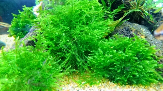 ビーシュリンプにおすすめな水草は 定番水草を5選