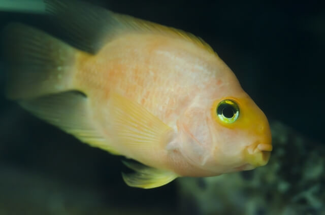 パロットファイヤーはなつくの かわいい熱帯魚の飼育方法を解説 はじめてのアクアリウム パロットファイヤーはなつくの かわいい熱帯魚の飼育方法を解説 はじめてのアクアリウム