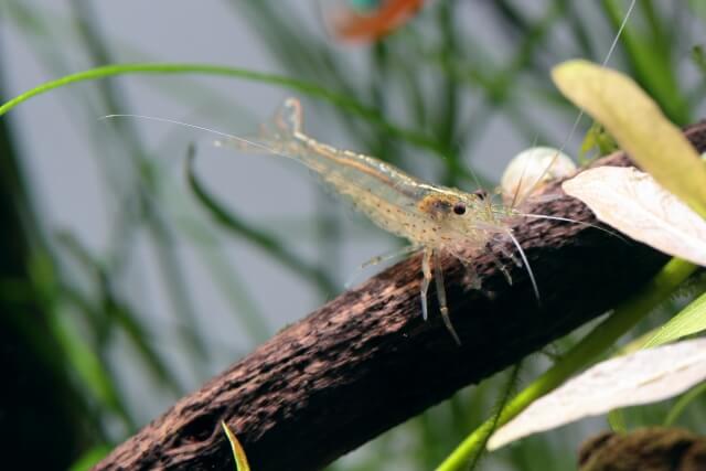 ペットのエビとして人気 ヤマトヌマエビ 飼育のコツ はじめてのアクアリウム