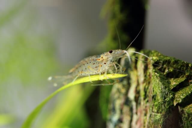 スネール 貝 は潰すと餌に使える 厄介者の利用法とは はじめてのアクアリウム