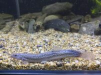 ドジョウ飼育はエアレーション 酸素 が無くても飼える はじめてのアクアリウム