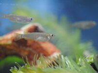 サカマキガイは水質浄化として役に立つのか はじめてのアクアリウム