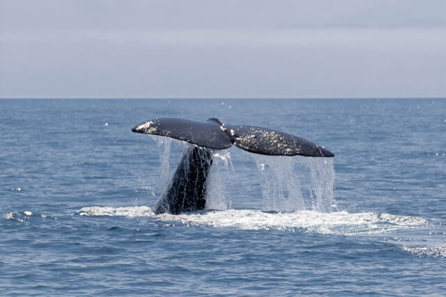 【北海道】羅臼沖のマッコウクジラ マッコウクジラ,クジラ,マッコウの写真素材 【北海道】羅臼沖のマッコウクジラ f