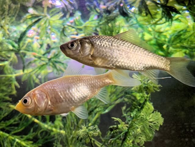 飼育しやすい金魚の種類とは 沢山の種類から金魚を選ぼう はじめてのアクアリウム