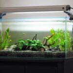 水槽でバクテリアが活動しているか確認する方法は 魚にはとても大切な真正細菌 はじめてのアクアリウム