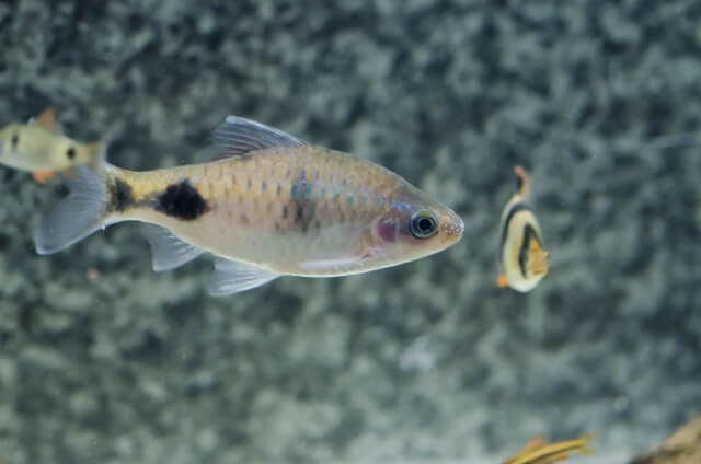 ゴールデンバルブの混泳は可能なの？気性は荒めなゴールデンバルブ飼育 - はじめてのアクアリウム