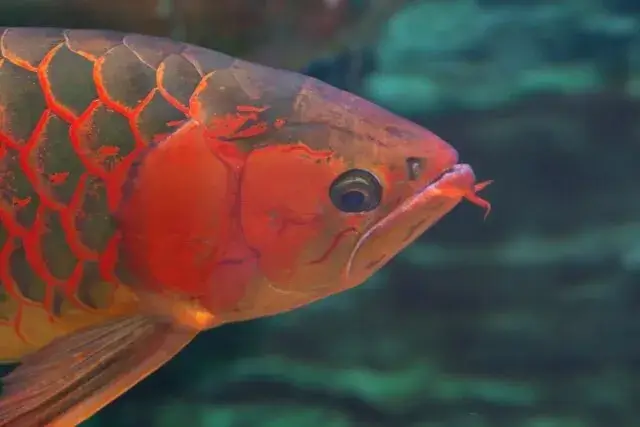 アジアアロワナのアップf