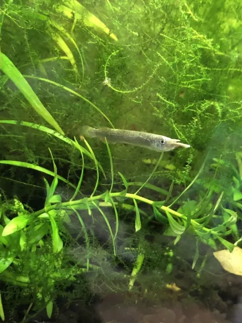 ゴールデンデルモゲニー f