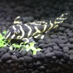 キングロイヤルペコルティア キングロイヤルペコルティアの特徴・飼育情報 – アクアハーミット