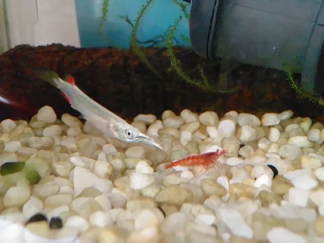 ゴールデンデルモゲニーとレッドチェリーシュリンプ f