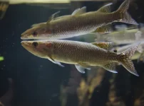 アフリカンパイクカラシン f