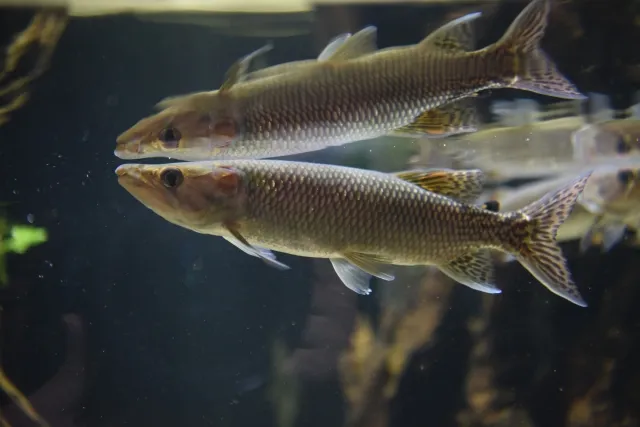 アフリカンパイクカラシン f