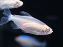 アルビノコンゴテトラ f