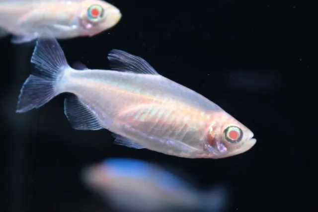 アルビノコンゴテトラ f
