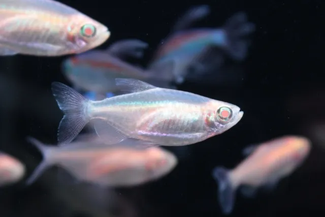 アルビノコンゴテトラ f2