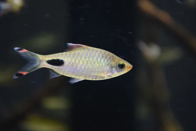 ドーキンシアフィラメントーサ f